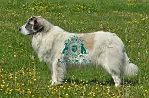 Pyrenean Mastiff (Imp)