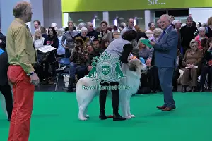 pyrenean mountain dog