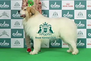 Thursday Prints: Pyrenean Mountain Dog Best of Breed Crufts 2026