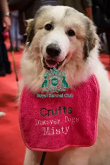Thursday 6th March 2025 Prints: Pyrenean Mountain Dog at Discover Dogs