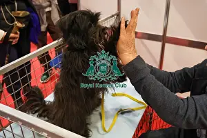 Pyrenean Sheepdog Long Haired Prints: Pyrenean Sheepdog long haired