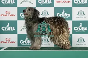 Thursday Prints: Pyrenean Sheepdog (Long Haired Best of Breed Crufts 2026)
