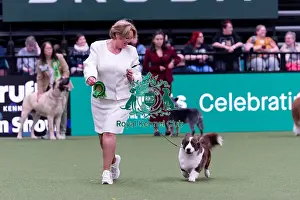 Welsh Corgi Cardigan Prints: Rachel Dijkhorst from Netherlands with Bob