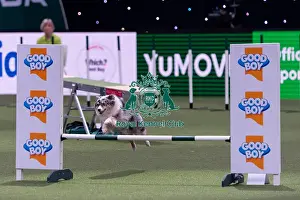 Rachel Ward with Fiametta, Competing in the Medium Championship Agility Final