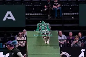 Rachel Ward with Fiametta, Competing in the Medium Championship Agility Final