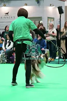Border Collie Prints: Have a go Rally