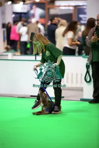 English Springer Spaniel Prints: Have A Go Rally