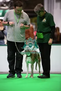 Crufts 2026 Rally Prints: Have A Go Rally