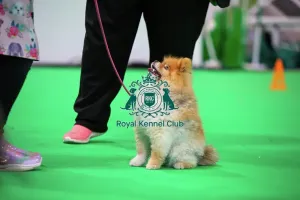 Crufts 2026 Rally Prints: Have A Go Rally