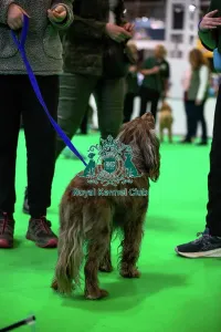 Crufts 2026 Rally Prints: Have A Go Rally