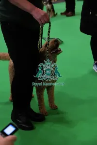 Crufts 2026 Rally Prints: Have A Go Rally