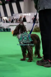 Crufts 2026 Rally Prints: Have A Go Rally