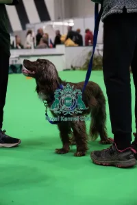 Crufts 2026 Rally Prints: Have A Go Rally