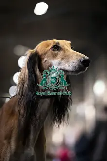 Hound Group Prints: Ralph a Saluki, from the Wirral