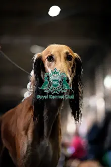 Crufts 2025 BeatMedia Prints: Ralph a Saluki, from the Wirral