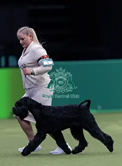 Crufts 2026 Junior Warrant Prints: Rebel, a Giant Schnauzer, competing in the Junior Warrant Final today (05)