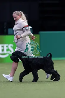 Crufts 2026 Junior Warrant Prints: Rebel, a Giant Schnauzer, competing in the Junior Warrant Final today (05)