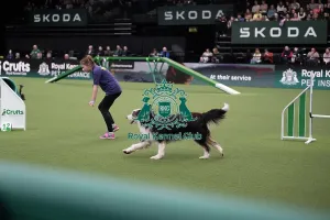 Main Arena Prints: Rescue Dog Agility