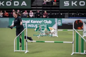 Main Arena Prints: Rescue Dog Agility