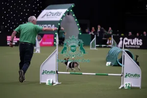 Main Arena Prints: Rescue Dog Agility