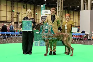 The Royal Kennel Club Prints: Reserve Best of Breed - Great Dane, Crufts 2026
