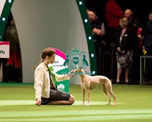 Crufts 2016 Prints: Reserve BIS winner