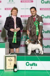 Reserve Terrier