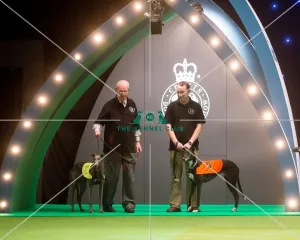 Retired Greyhound display