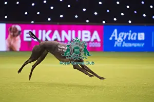 Retired Greyhound display