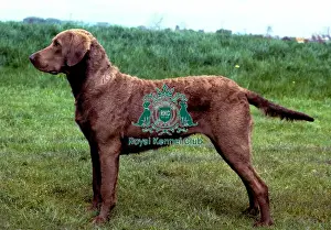 Retriever (Chesapeake Bay)