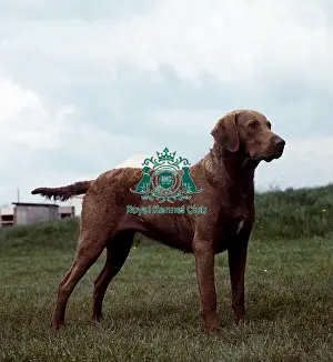 Gundog Group Prints: Retriever (Chesapeake Bay)
