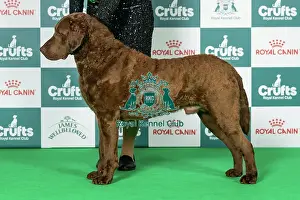 Sunday Prints: Retriever (Chesapeake Bay) Best of Breed Crufts 2026