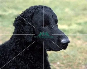 Retriever (Curly Coated)