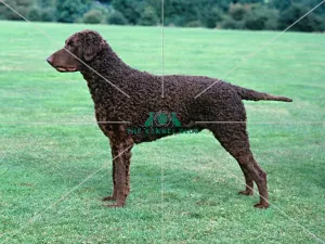 Retriever (Curly Coated)