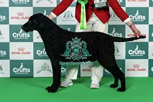 Sunday Prints: Retriever (Curly Coated) Best of Breed Crufts 2026