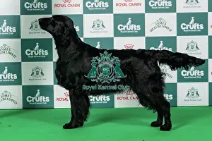Retriever (Flat Coated) Best of Breed Crufts 2026