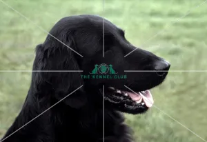Retriever (Flatcoated)