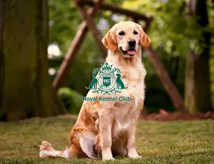 Retriever (Golden)