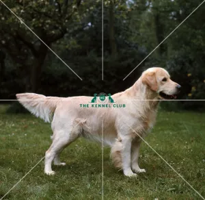 Retriever-Golden