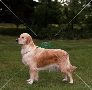 Retriever-Golden