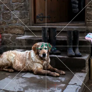 Retriever-Golden