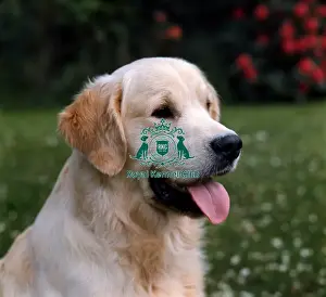 Retriever-Golden