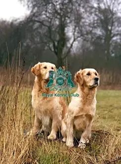 Gundog Group Prints: Retriever-Golden