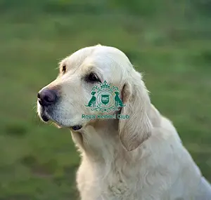 Gundog Group Prints: Retriever (Golden)