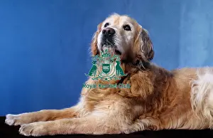 Gundog Group Prints: Retriever (Golden)