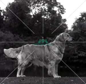 Retriever-Golden