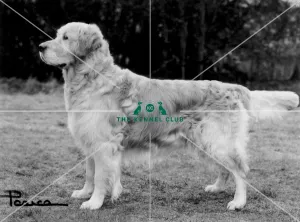 Retriever-Golden