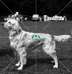 Retriever- Golden