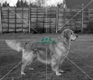 Retriever (Golden)