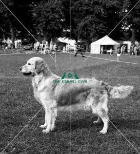 Retriever- Golden